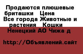 Продаются плюшевые бриташки › Цена ­ 2 500 - Все города Животные и растения » Кошки   . Ненецкий АО,Чижа д.